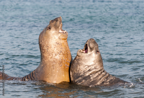 Young male Southern Elephant Seals fighting in the ocean, Davis Station, Antarctica