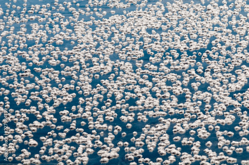 Foto Ice flowers in newly formed sea-ice, Antarctica