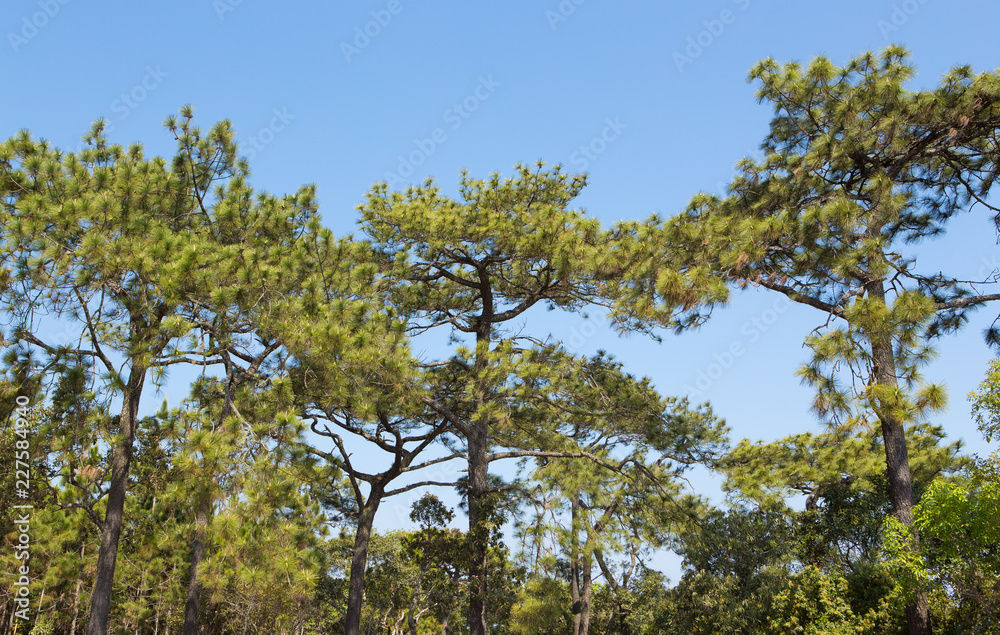 high forest tree with clear blue sky background in a sunny day