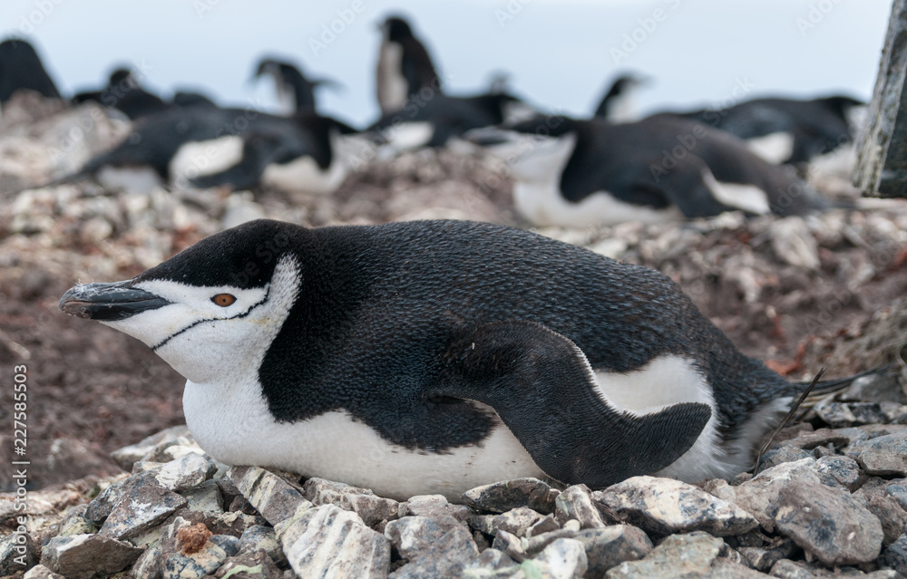 Fototapeta premium Adult Chinstrap Penguin lying on nest, Halfmoon Island, Antarctic Peninsula