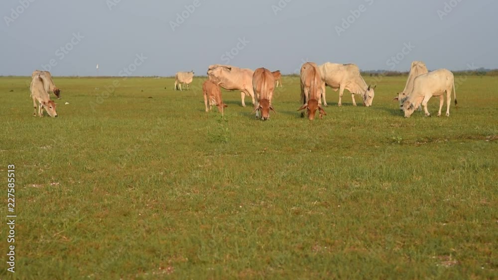 Cows on a summer pasture