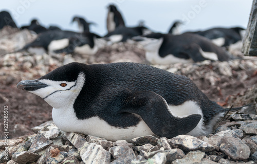 Adult Chinstrap Penguin lying on nest, Halfmoon Island, Antarctic Peninsula