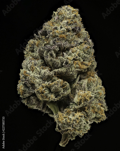 Jet Fuel Gelato #1 dried cannabis flower against black