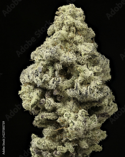 Miracle Alien Cookies (The MAC) #2 dried cannabis against black
