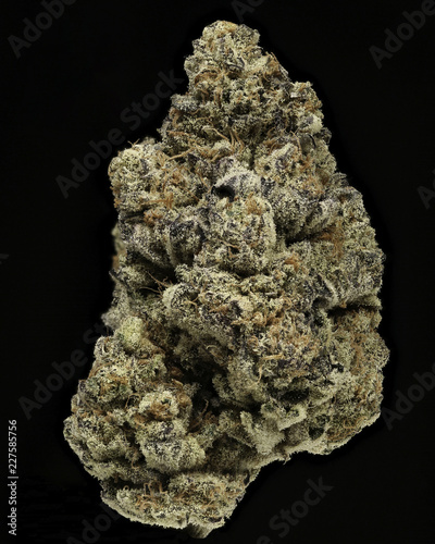 The Menthol #2 portrait of dried cannabis flower against black background