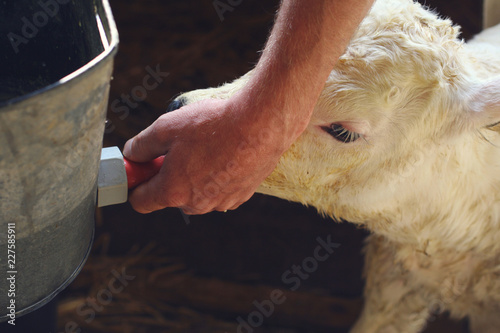 Newborn female Belgian blue calf drinks milk out of a bucket