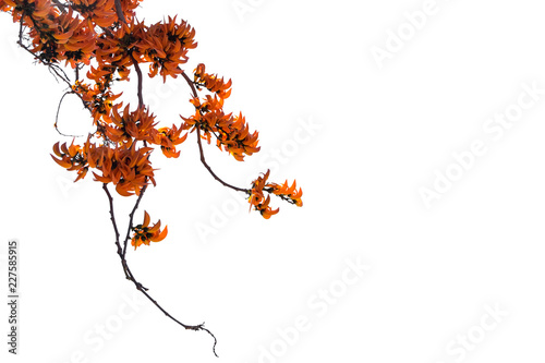 Blossom of the orange flower tree branch in thailand isolated on white background photo