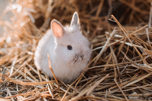 Baby bunnies
