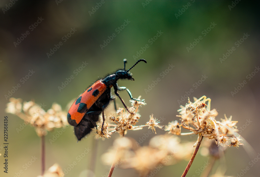 Fototapeta premium Insect feeding on a flower