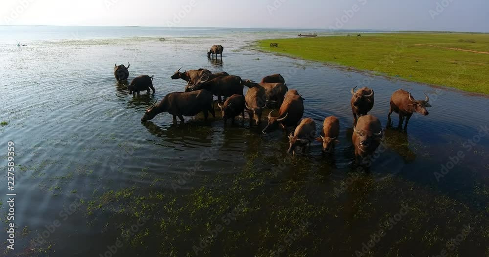 Buffalo herd in river,A way of life in the countryside,Thailand.