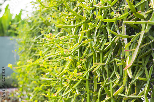 fresh green Cissus quadrangularis plant in nature garden photo