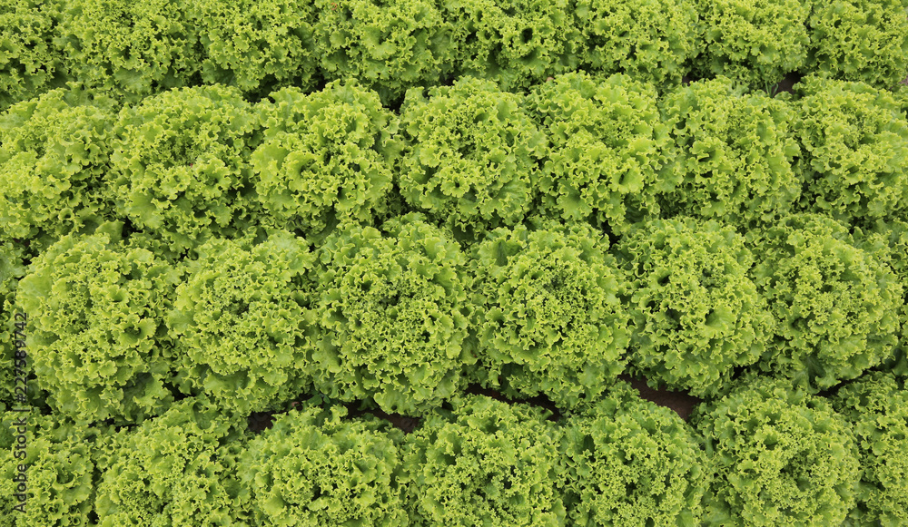 background of lush green lettuce in cultivated field