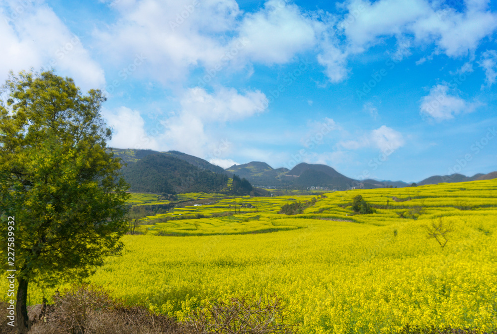 The Yellow Flowers of Rapeseed fields with blue and sky green leaf tree in foreground at Luoping, small county in eastern Yunnan, China