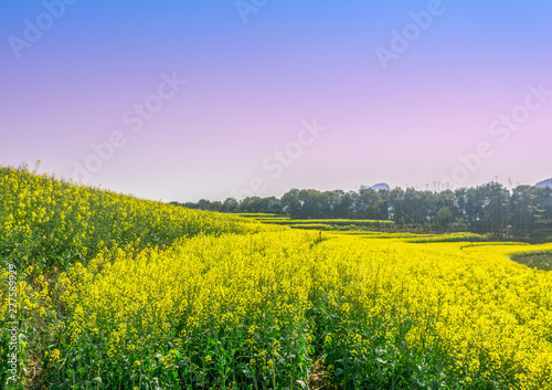 The Yellow Flowers of Rapeseed fields with sunrise sky background at Luoping  small county in eastern Yunnan  China