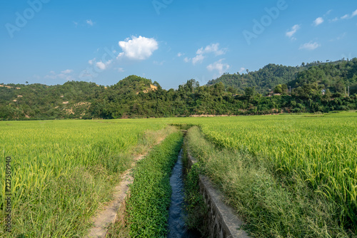 Paddy fields and blue skies