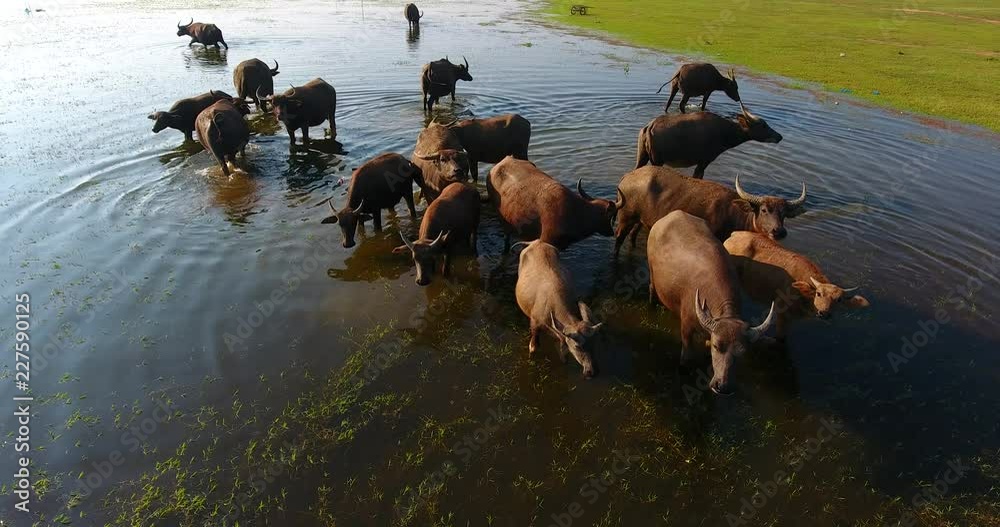 Buffalo herd in river,A way of life in the countryside,Thailand.