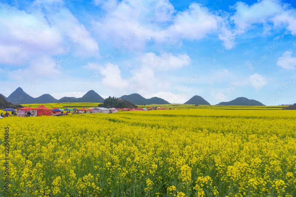 The Yellow Flowers of Rapeseed fields  with blue sky at Luoping, the most famous place in small county of Yunnan, China