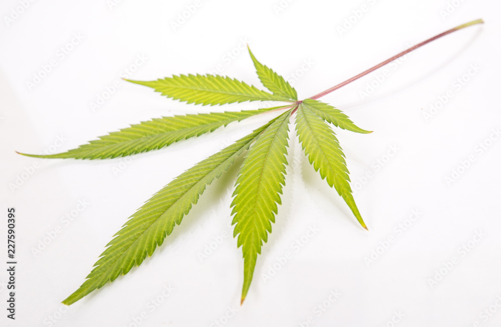 Cannabis fan leaf isolated against white background Cannabis fan leaf isolated against white background