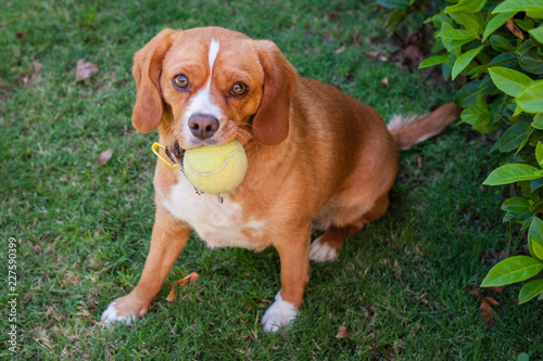 cute ginger brown dog with tennis ball