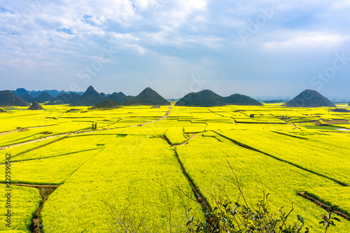 Panoramic view of The Yellow Flowers of Rapeseed fields with blue sky at Luoping, small county in eastern Yunnan, China