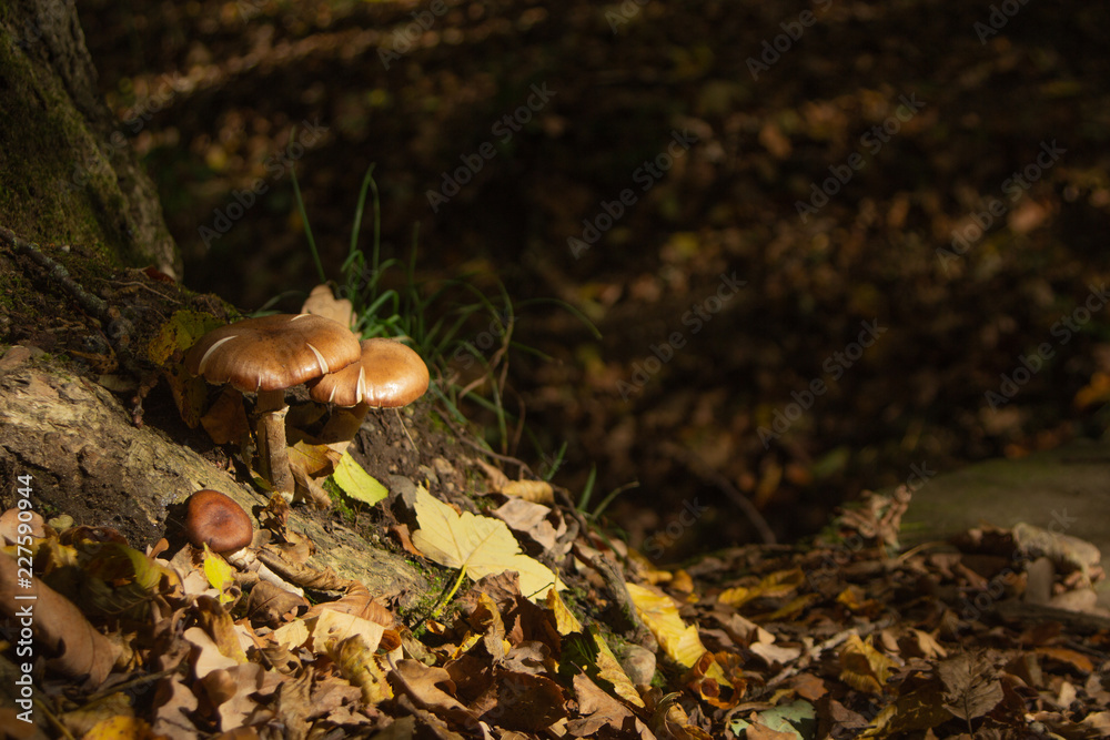 Herbst Pilz