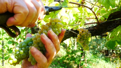 Man harvesting white grapes in vineyard, Greco di Tufo, excellent Italian wine photo