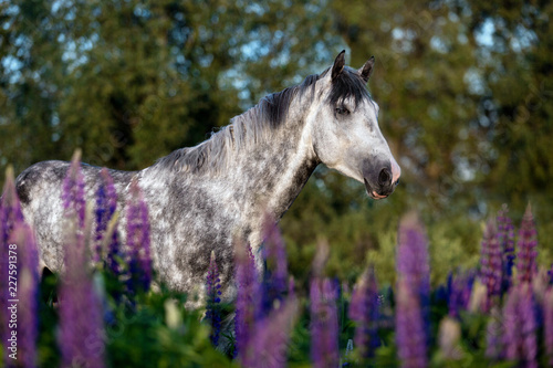 Fototapeta Naklejka Na Ścianę i Meble -  Portrait of a purebred Arabian horse among lupine flowers.