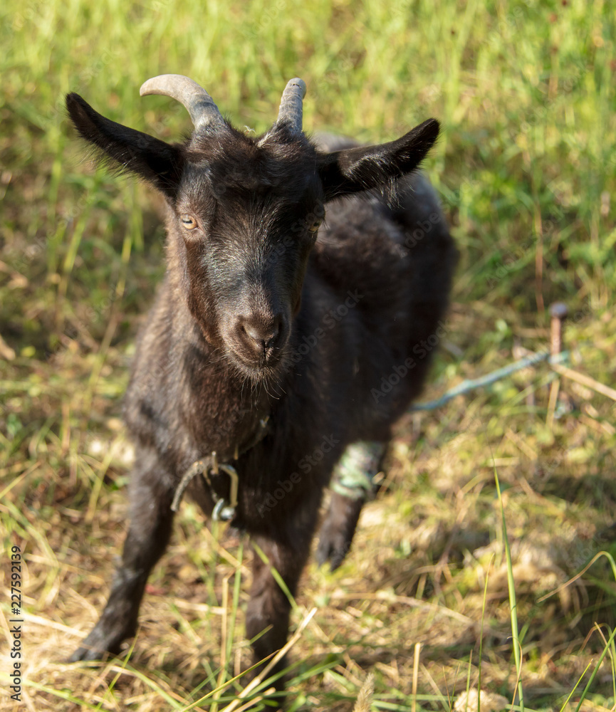 Portrait of a black goat on a pasture