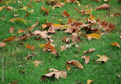 autumn leaves on green grass photo