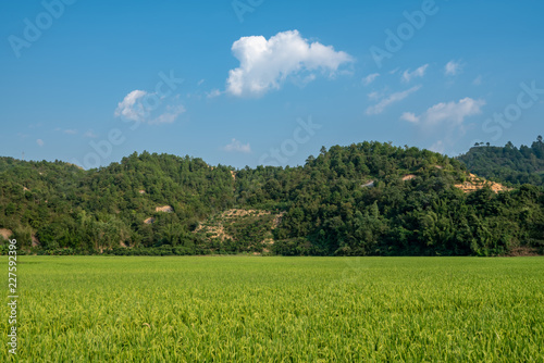 Paddy fields and blue sky