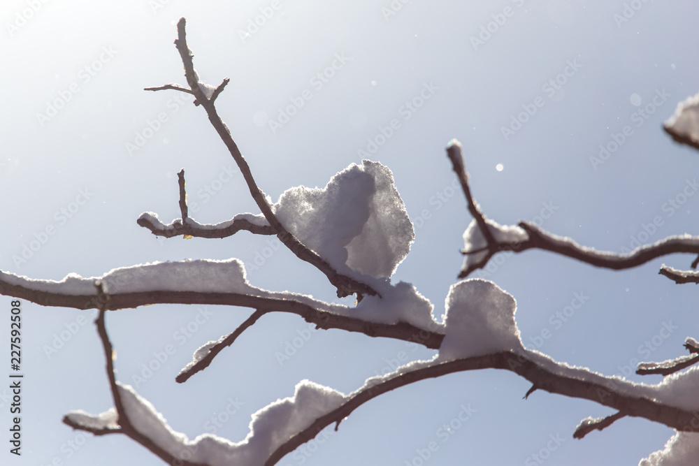White snow on the branches of a tree