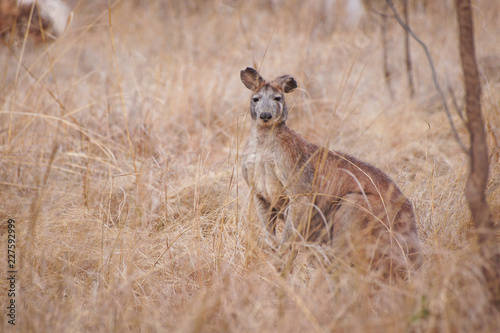Big brown kangaroo in natural habitat, Undara Volcanic National Park, Australia. photo
