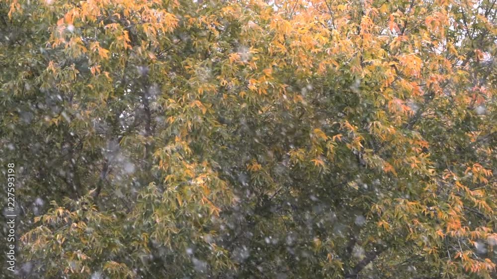 Slow motion shot of autumn snowfall on the background of faded trees with few dry leaves Slow motion shot of autumn snowfall on the background of faded trees with few dry leaves