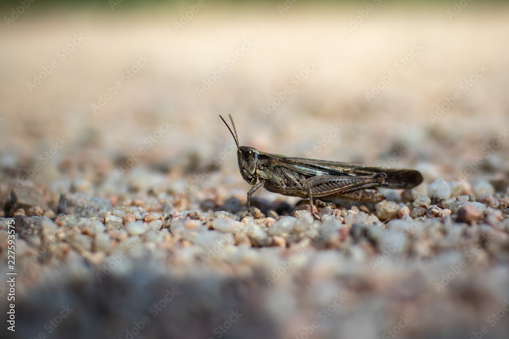 Brown grasshopper close up still on a sandy ground Brown grasshopper close up still on a sandy ground