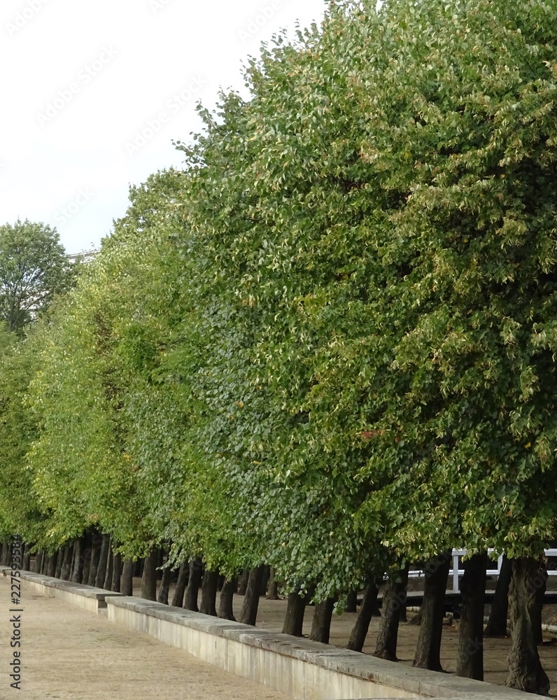 Fototapeta premium Allee mit grünen Bäumen