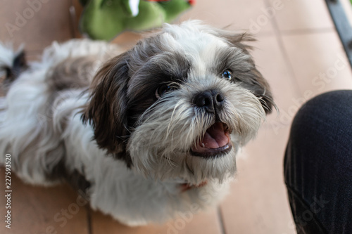 Cute shi tzu puppy dog close up portrait © jordieasy