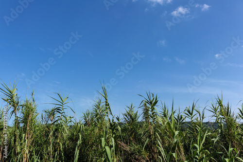 Green plant landscape on a solid blue sunny sky