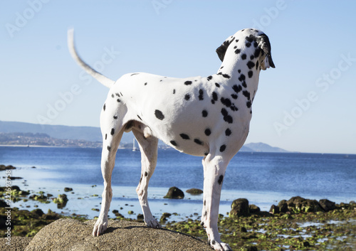 portrait of Dalmatian dog on the beach