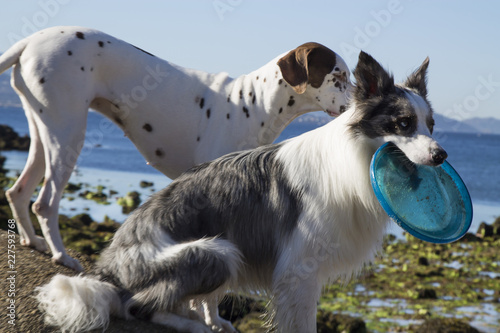 dogs playing on the beach with the frisbee