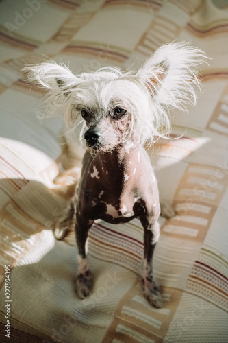 Chinese crested dog