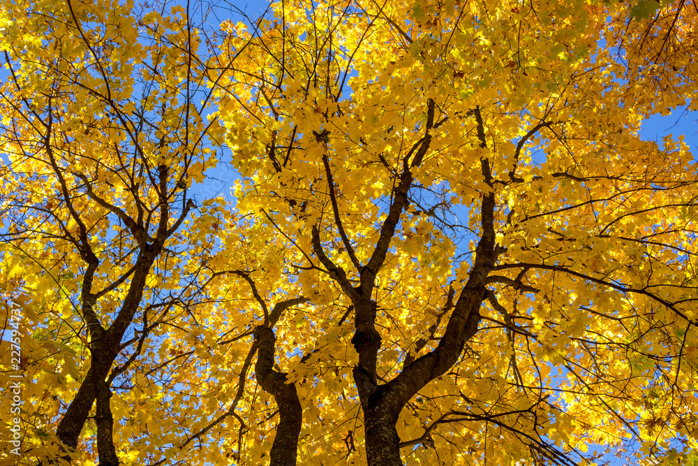 Yellow autumn foliage of trees against the blue sky, beautiful background Yellow autumn foliage of trees against the blue sky, beautiful background