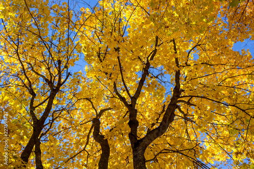 Yellow autumn foliage of trees against the blue sky, beautiful background