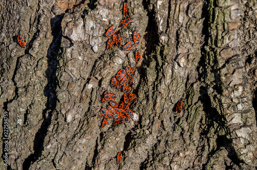 Red beetles sunbathe on the tree bark in the park