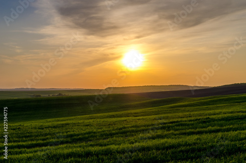 Green field of young wheat against the backdrop of the sunset over the forest