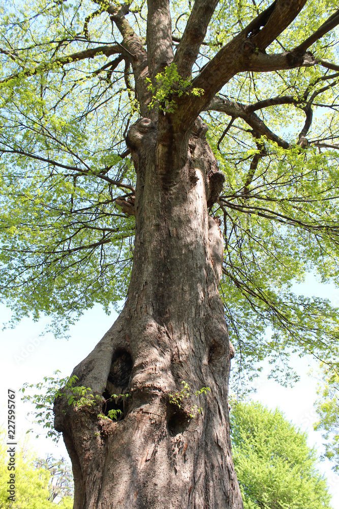 Naklejka premium 新緑 大木