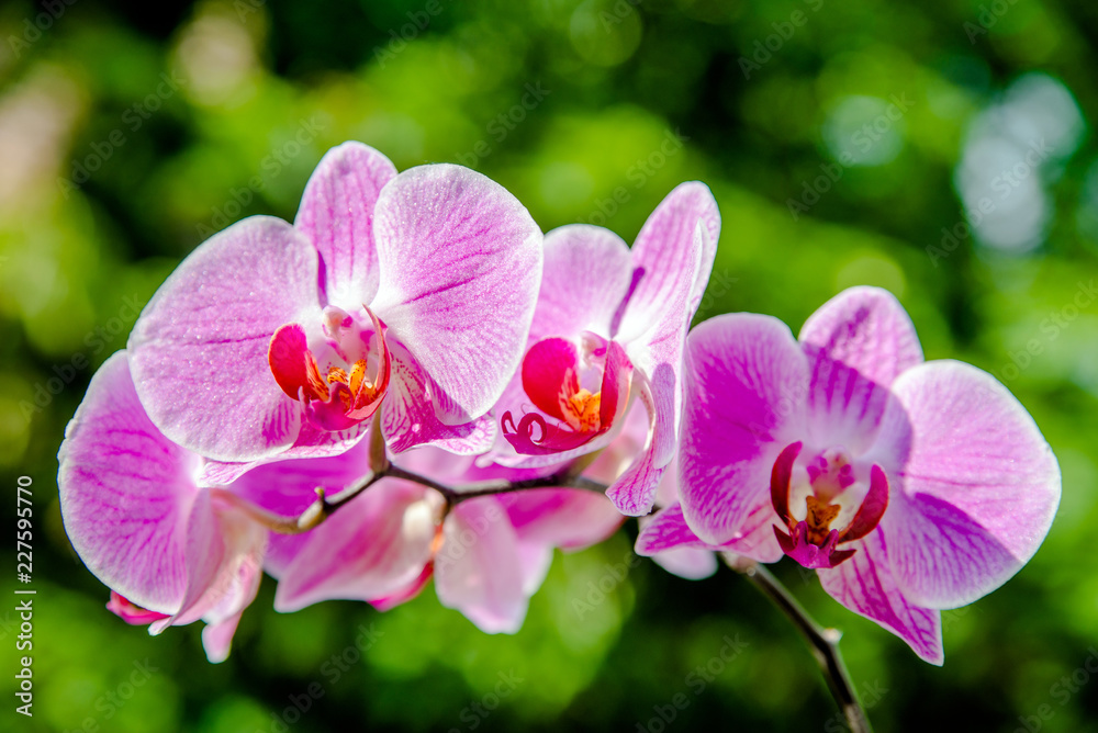 Purple Orchid branch on green natural background Purple Orchid branch on green natural background