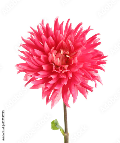 Fototapeta Naklejka Na Ścianę i Meble -  Beautiful pink dahlia flower on white background