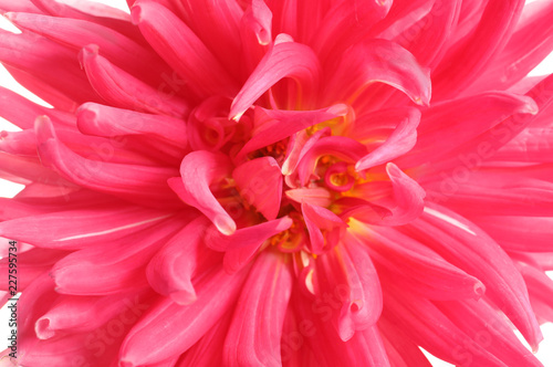 Fototapeta Naklejka Na Ścianę i Meble -  Beautiful pink dahlia flower as background, closeup