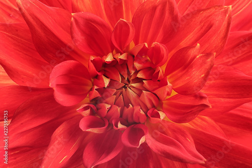 Beautiful red dahlia flower, closeup view. Floral decoration