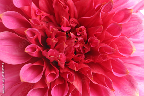 Beautiful pink dahlia flower, closeup view. Floral decoration